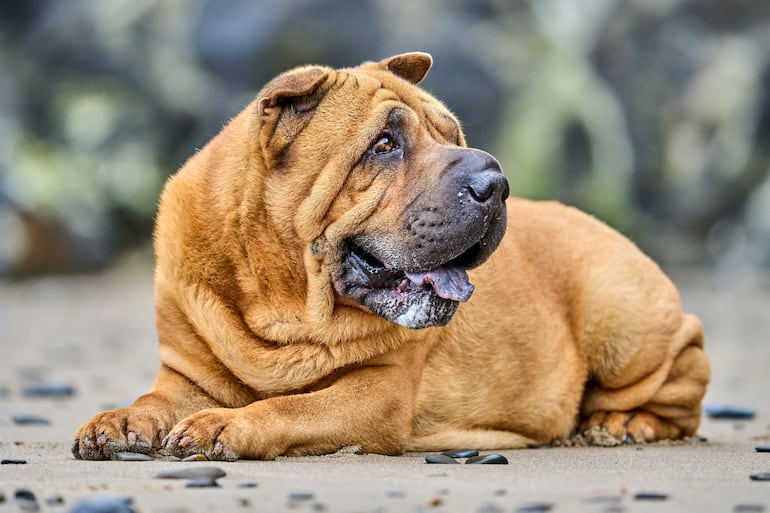 ¿Por qué el shar pei tiene tantas arrugas? La pista está en un gen y en el "gel" de su piel - Mascotas