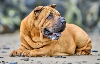 Perro de la raza shar pei, un perro con muchas arrugas.