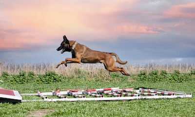 Pastor Belga Malinois.