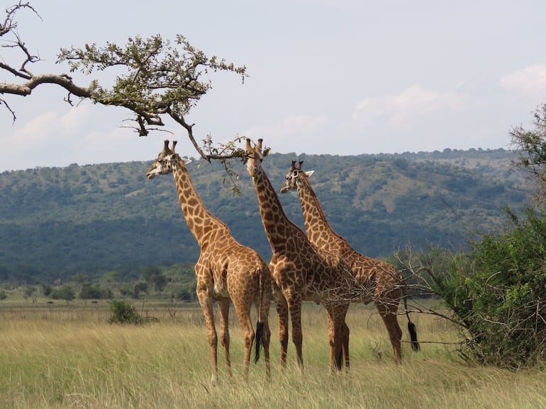 Jirafas en el Parque Nacional Akagera, Ruanda.