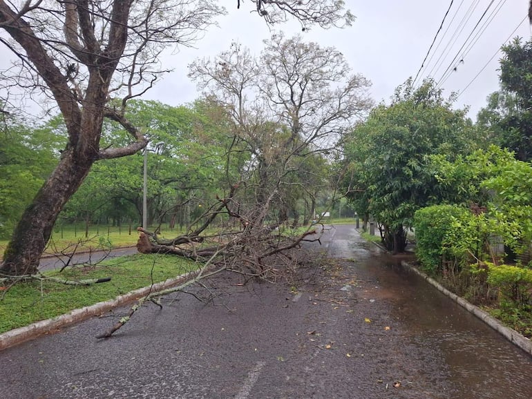 Temporal causa caída de arboles en Ayolas.