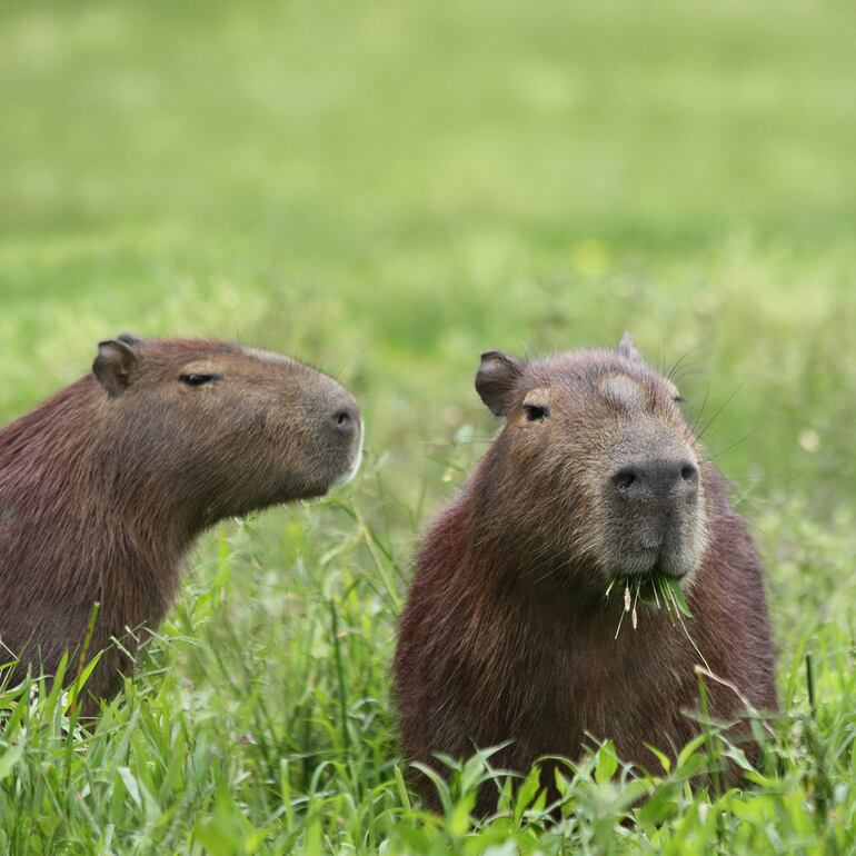 Los capibaras o carpinchos en el Chaco.