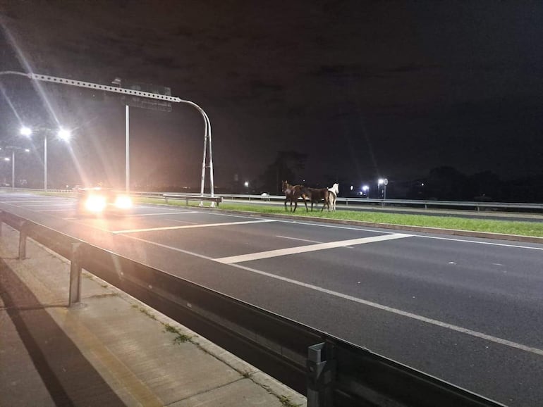 Dos caballos, uno marrón y otro blanco, pastan al borde de una carretera iluminada por faros en un entorno urbano nocturno.