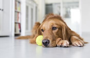 ¿Los perros pueden sufrir depresión si cambian de hogar o dueño?