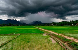 Del arroz cáscara al blanco: la salida frente a El Niño