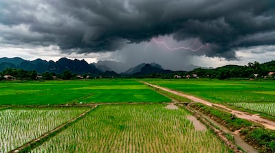 Del arroz cáscara al blanco: la salida frente a El Niño