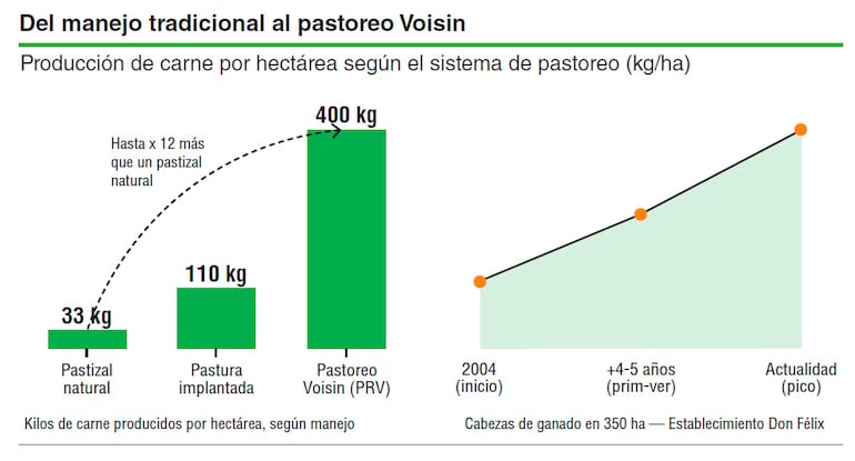 Pastoreo Voisin: la técnica que cuadruplica la producción de carne