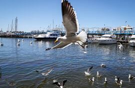 Uruguay declara la emergencia sanitaria por gripe aviar y restringe el movimiento de aves.
