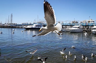 Uruguay declara la emergencia sanitaria por gripe aviar y restringe el movimiento de aves.