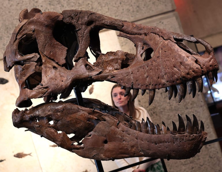 La cabeza de “Gus”, parte de un esqueleto de Tyrannosaurus rex, uno de los T. rex más grandes jamás descubiertos, es exhibida durante una vista previa para la prensa en el edificio Breuer de Sotheby’s, en Nueva York, el 1 de julio de 2026.