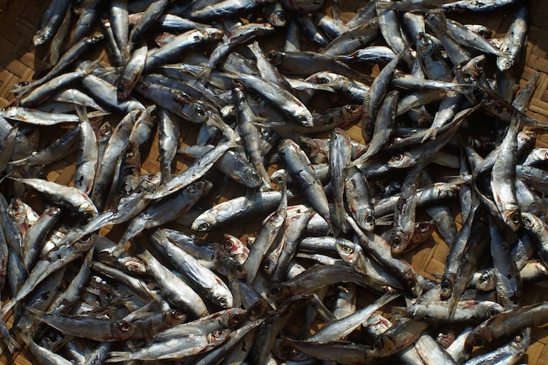 Cómo afecta El Niño a los peces y a los ecosistemas marinos