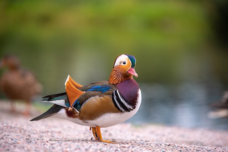 Pato mandarín (Aix galericulata).