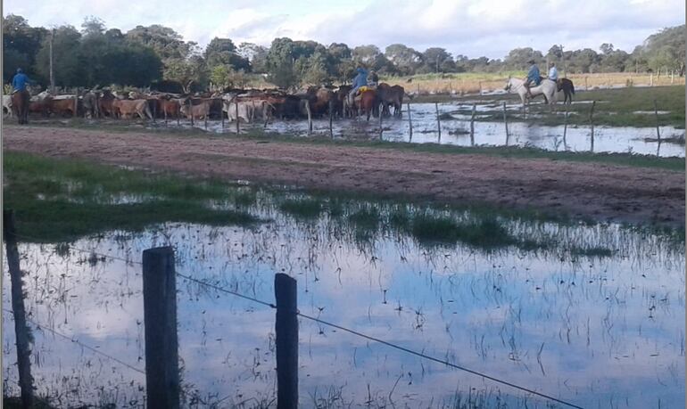 Imagen de archivo de un campo ganadero en el 2019, a causa de las inundaciones.