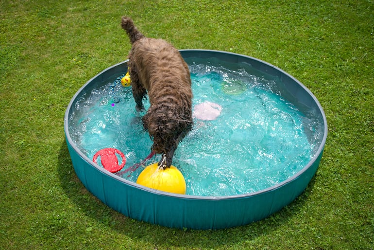 Perro en la piscina.