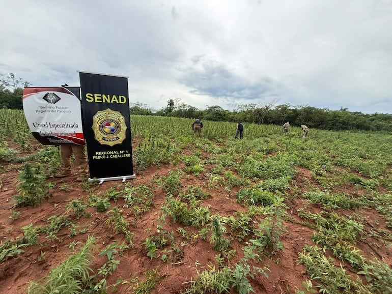 Plantación de marihuana detectada por la Senad en el distrito de Karapaí, Departamento de Amambay.