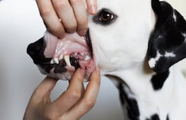 Revisión de encías de un perro.