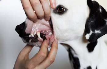 Revisión de encías de un perro.