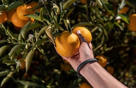 El Grupo Kress garantiza materias primas de calidad y prácticas responsables.