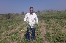 El productor Augusto Gavilán mostrando las cebollas afectadas por una plaga.