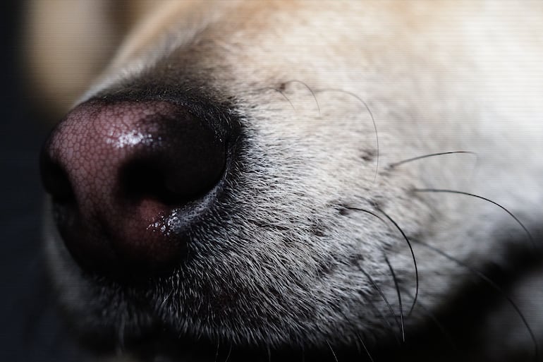 Hocico de un perro.