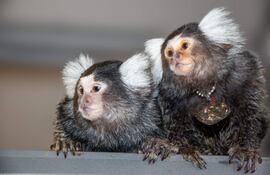 Los monos tití utilizan vocales específicas para identificarse entre ellos, a modo de nombre, una capacidad cognitiva muy avanzada que, más allá de los humanos, solo se había descubierto en elefantes y delfines, según un estudio de la Universidad Hebrea de Jerusalén recogido este jueves en Science.