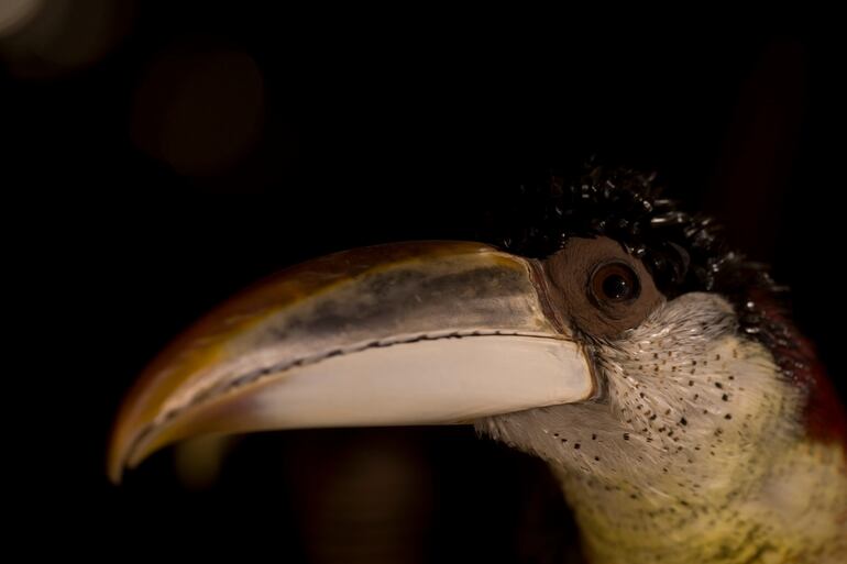Pteroglossus beauharnaisii montado en el museo Natura Docet en Denekamp, Países Bajos.