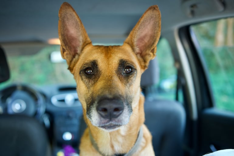 Perro pastor belga Malinois.