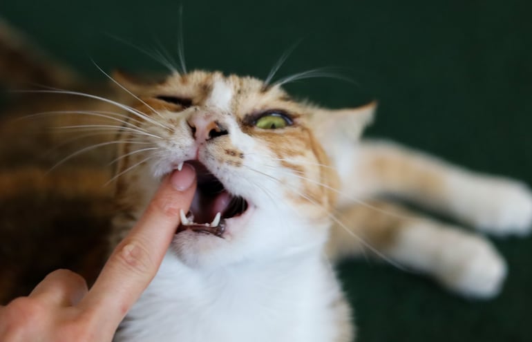 Agresividad en gatos, imagen ilustrativa.