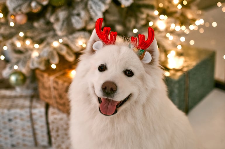 Mascotas en la foto de Navidad.