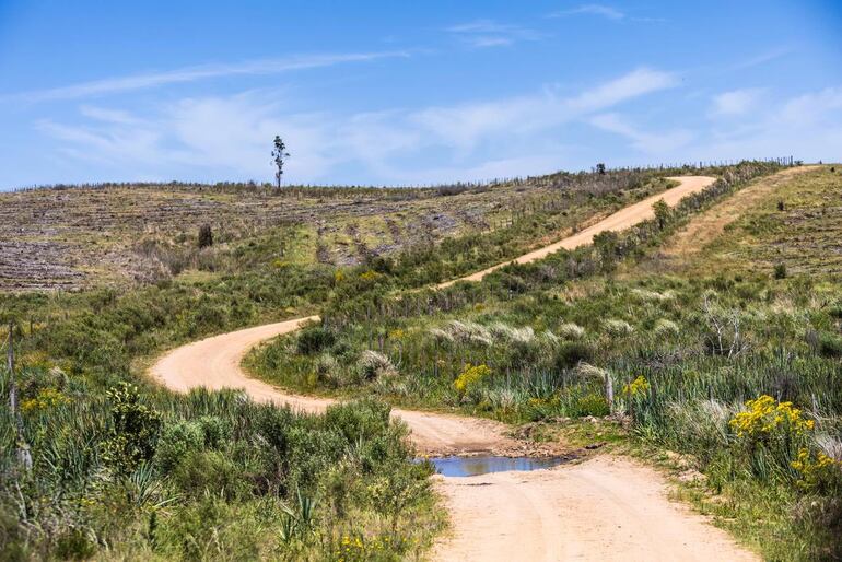 Espectacular vista de uno de los tramos sinuosos que se disputarán en esta trigésima edición del rally uruguayo.