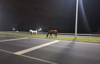 Dos caballos, uno marrón y uno blanco, pastan cerca del bordillo en una carretera iluminada en plena noche.