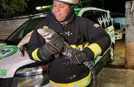 Bombero de uniforme oscuro y guantes sostiene un teju guasú junto a camioneta de emergencias iluminada.