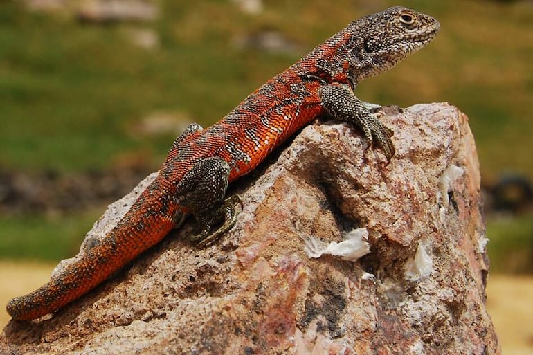 Fotografía cedida por el Servicio Nacional de Áreas Naturales Protegidas de Perú (Sernanp) de un ejemplar de 'liolaemus yawar', la nueva especie de lagartija endémica de Perú recientemente descubierta, que habita a más de 4.000 metros de altitud en una limitada zona de la provincia de San Antonio de Putina, en la sureña región altiplánica de Puno (Perú).