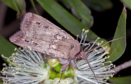 Polilla Bogong.