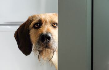 Perro encerrado en casa.