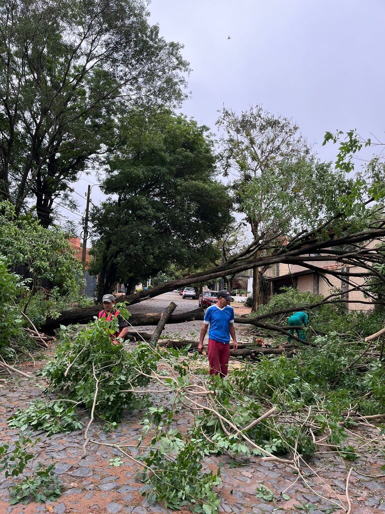 Cinco árboles se cayeron en Asunción ayer por el temporal. Se procedió al corte y despeje.