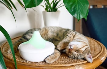 Gato duerme relajado cerca de un difusor de aromaterapia.