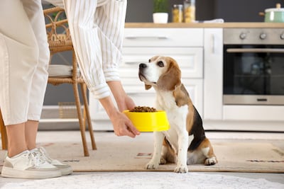 Perro de la raza Beagle y su plato de comida.