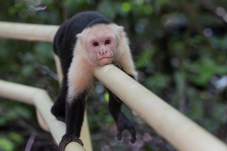 Parque Nacional Manuel Antonio de Costa Rica