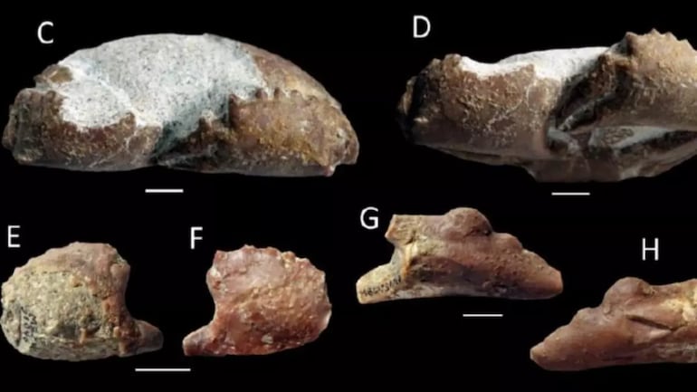 Primera vez en España: encuentran fósiles de un cangrejo de hace 35 millones de años - Ciencia