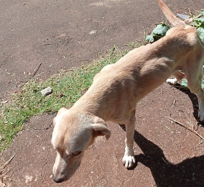 Maltrato animal en Ciudad del Este: guía para denunciar y conocer las sanciones