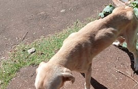 En uno de los casos, el dueño fue multado con G. 5.575.100 por el abandono de su mascota.