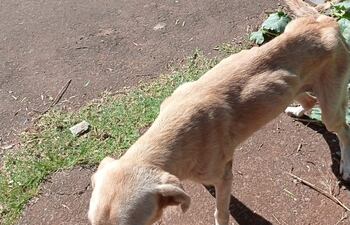 En uno de los casos, el dueño fue multado con G. 5.575.100 por el abandono de su mascota.