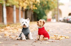 No nos olvidemos de nuestras mascotas, busquemosles una manta caliente y un lugar seguro ya que el servicio meteorológico indica temperaturas mínimas por debajo de los 7 grados.
