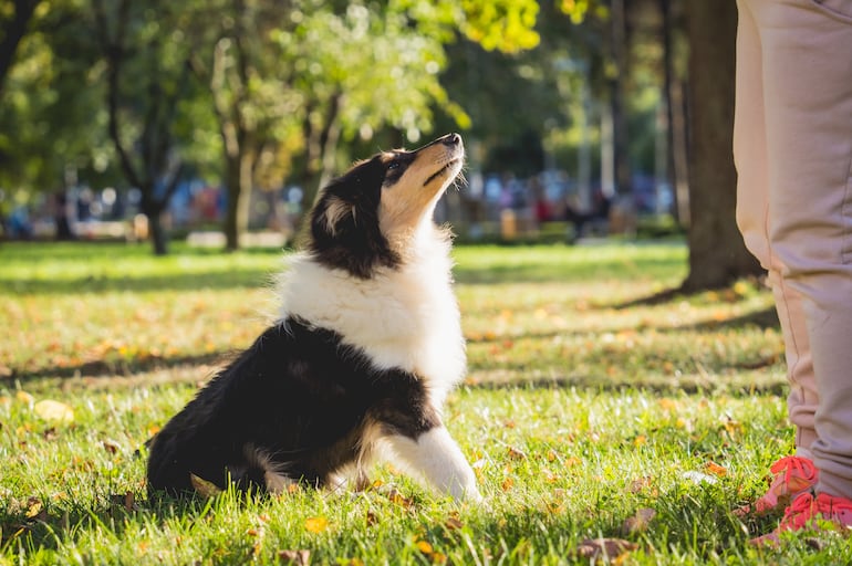 Cuánto tiempo pueden recordar los perros a una persona.