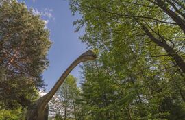 Sauropodo Diplodocuments, imagen ilustrativa.