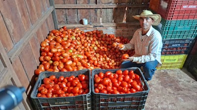 Ruperto Benítez, con sombrero y camisa de cuadros, sostiene un tomate, rodeado de cajas llenas en un galpón agrícola.