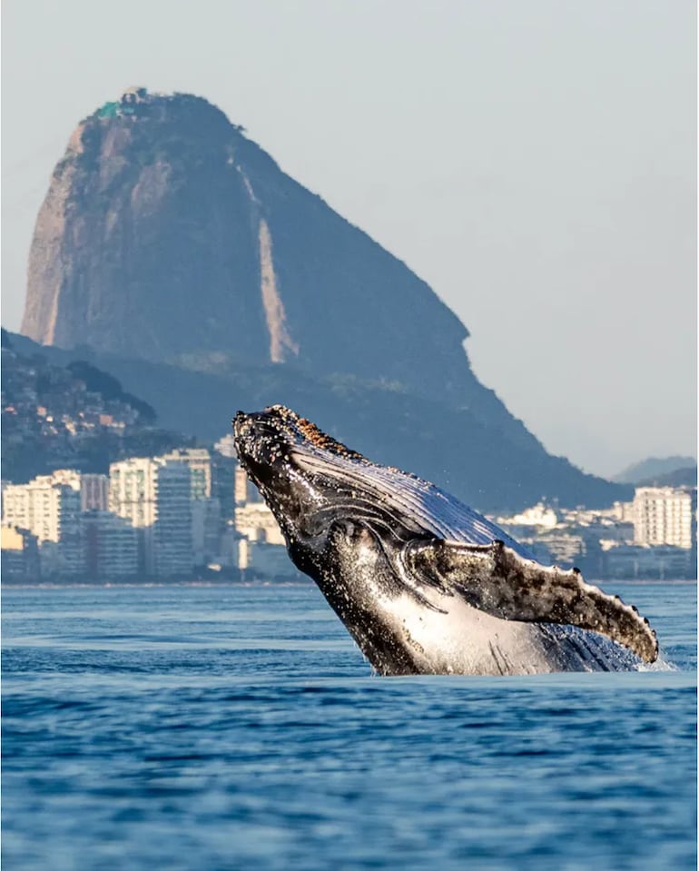 Avistamiento de ballenas en Río de Janeiro, Brasil.