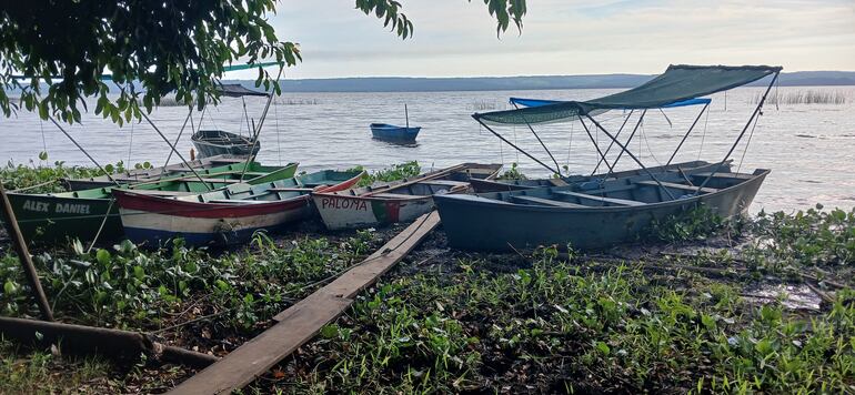 canoas estacionadas entre los camalotes