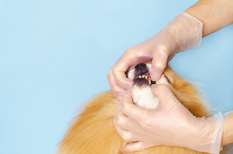 Veterinaria revisa los dientes de un perro.